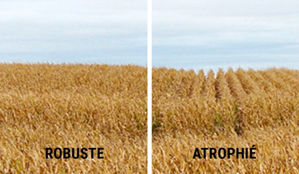 tassement du sol = récolte atrophiée