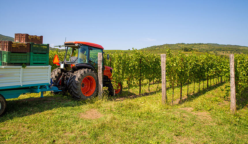 Tracteur vigneron avec remorque pour la vendange