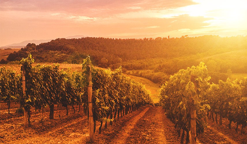 viniculture