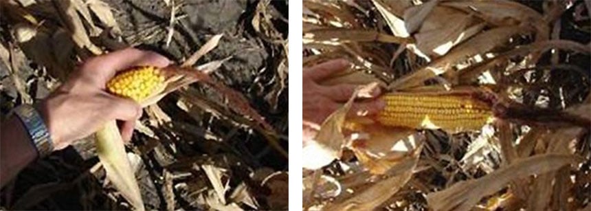 À gauche maïs atrophié lié à une compaction excessive du sol