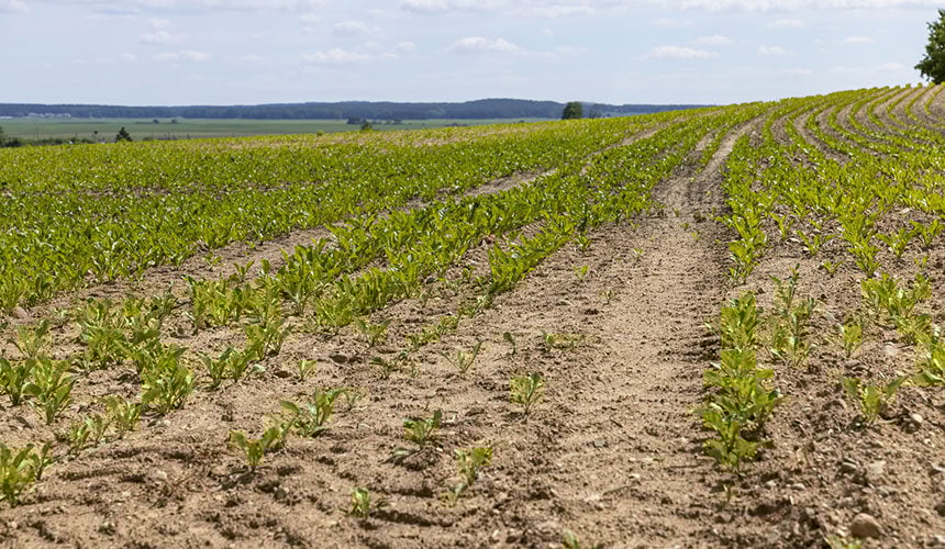 Impact des pneus et des jantes fixes sur le développement des cultures